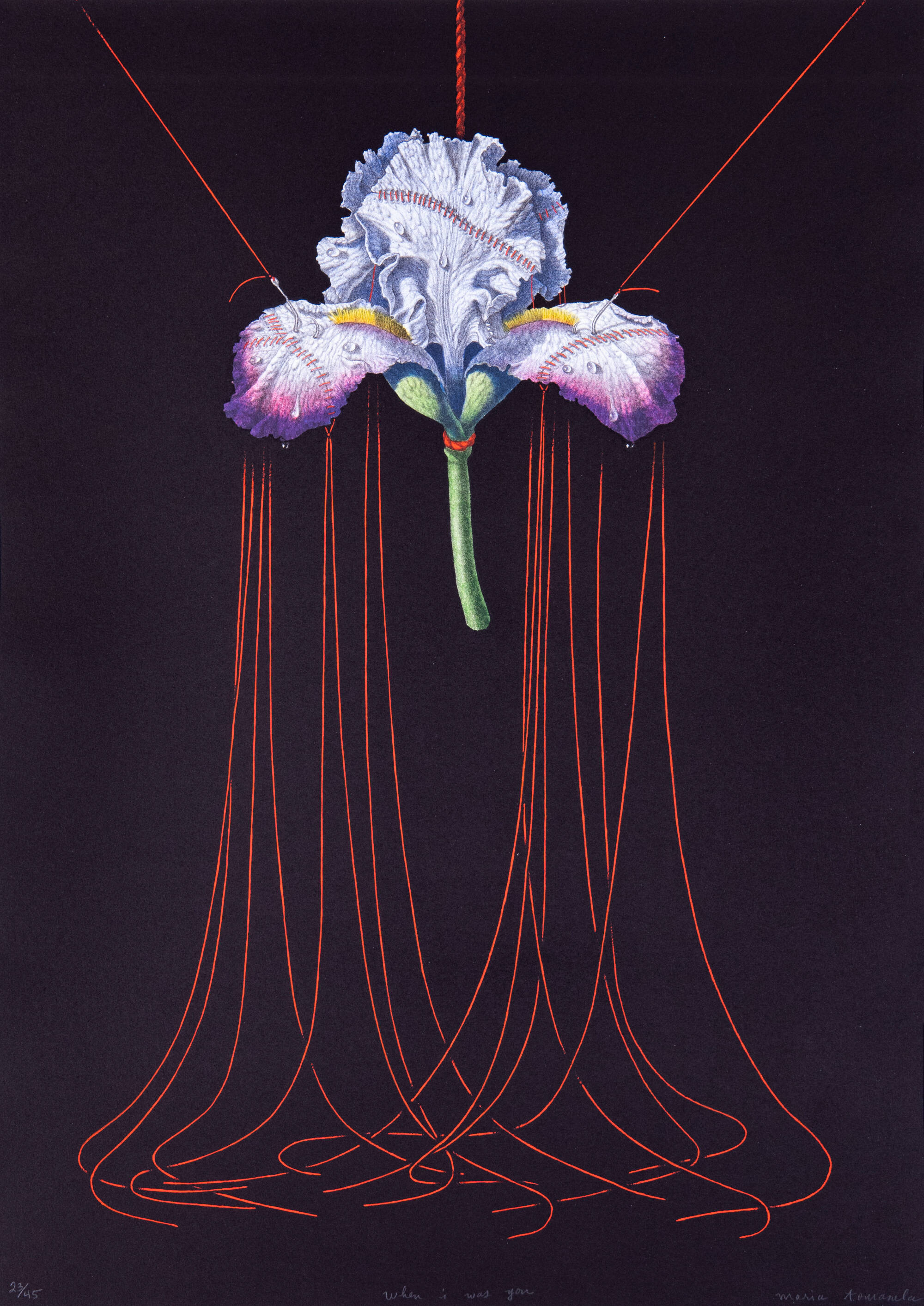 Print of an Iris flower with red stitches. It is suspended against a dark black background by more red strings.